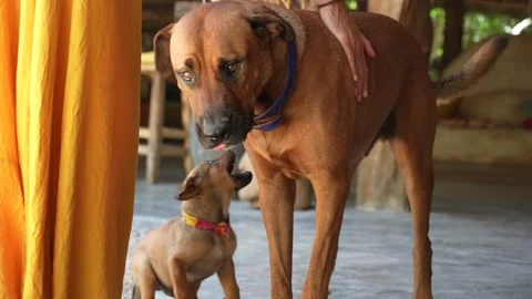 Small dog plays with larger dog as woman in yellow dress past larger dog Stock-Footage 346550198