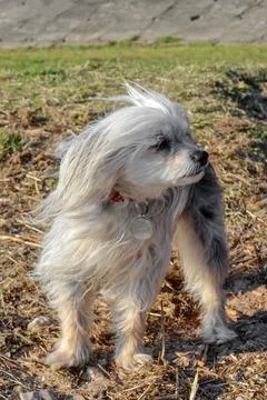 Small dog is posing on camera while walking in the windy weather. Stock Photos