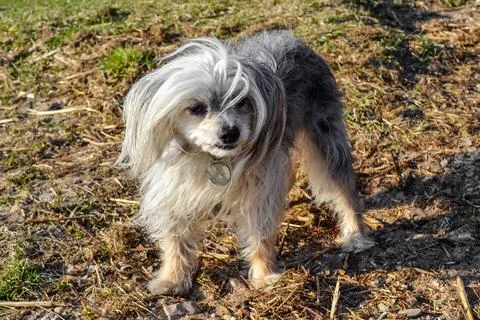 Small dog is posing on camera while walking in the windy weather. Stock Photos