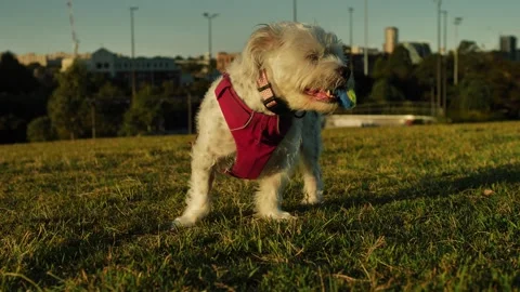 Small dog protecting her ball in a park slow motion 4K Video stock 241705986