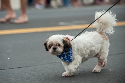 Small dog pulling leash walking down the street. Stock Photos