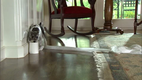 Small dog pulling a roll of toilet paper indoors - dogs Stock Footage 194104088