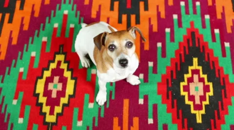 Small dog pup looking up bright rug Video stock 53356502