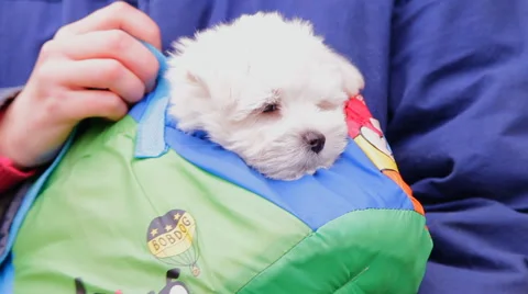 Small dog, puppy Stock Footage 45157550