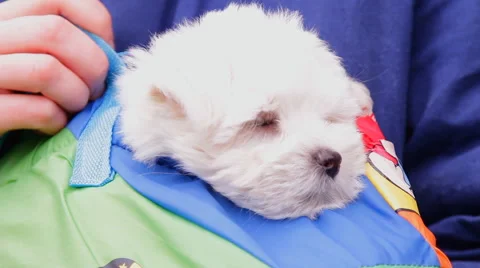 Small dog, puppy Stock Footage 45157582