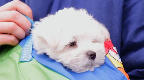 Small dog, puppy Stock Footage 45157591