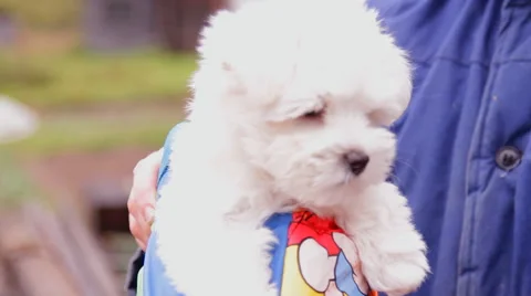 Small dog, puppy Stock Footage 45157614