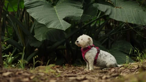Small dog in a rain forest slow motion 4K Video stock 241492367