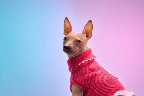 Small dog in red sweater on gradient backdrop 写真素材