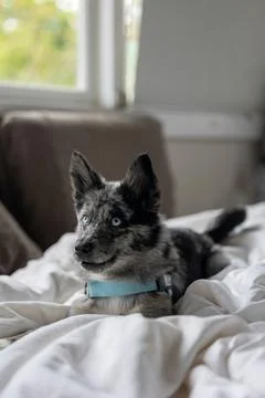 A small dog resting on bed Stock Photos