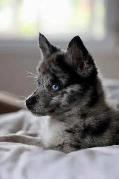 A small dog resting on bed Stock Photos