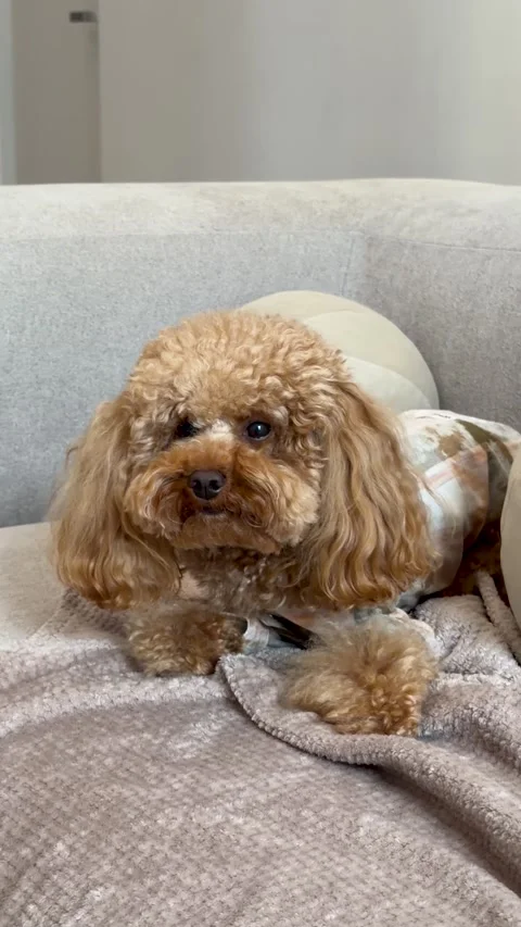 Small dog resting on a couch in a relaxed and calm indoor living room setting Stock Footage 343767502