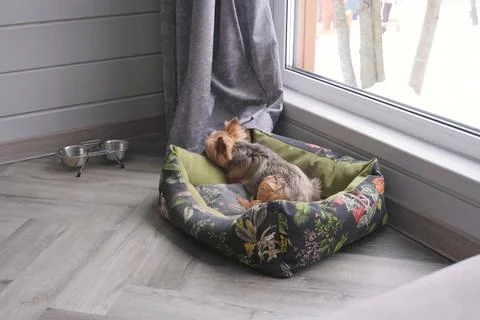 Small dog resting in a patterned pet bed Stock Photos