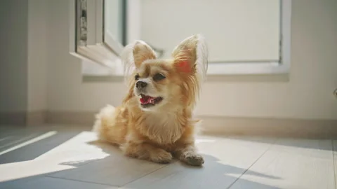Small dog rests by an open window in a bright room during a sunny day Stock Footage 345683887