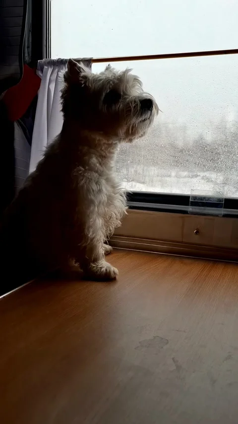 A small dog is riding on a train and looking out the window Stock Footage 337326134