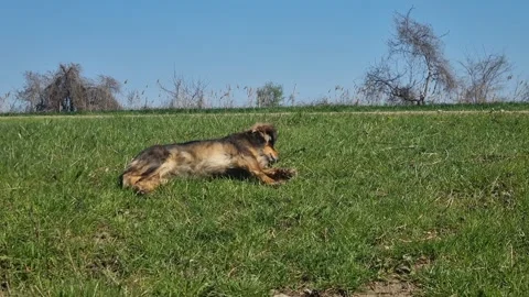 Small Dog rolling on green grass under blue sky. Stock Footage 307434762
