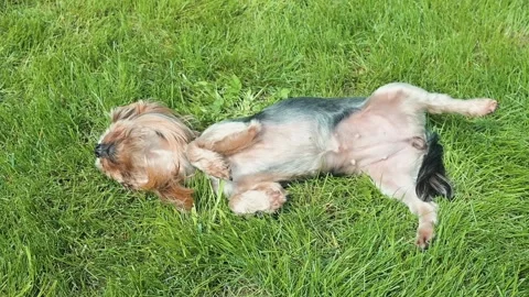 A small dog rolls around on green grass enjoying the warm sun. The dog stretches Stock Footage 338447808