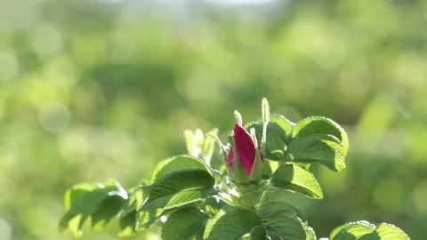 Small dog rose bud shaking on wind among the summer garden Stock Footage 79477835