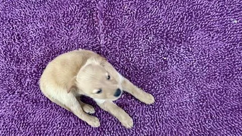 Small dog on rug Stock Photos