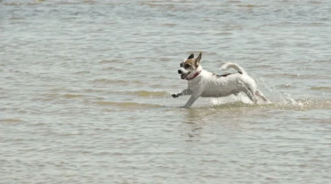 Small dog running on the beach  fs700 odyssey 7q Stock Footage 40080675