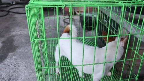 Small dog running in the cage Video stock 144031329