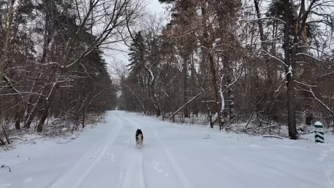 Small dog running far down a snowy forest road in winter Stock-Footage 348251050