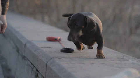 Small Dog is Running Video stock 31818784