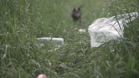 A small dog is running on the grass with plastic garbage lying around. Slow  Stock Footage 242090688