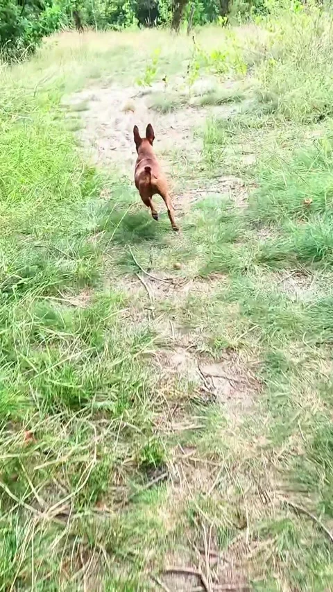 Small dog running on grassy forest trail in summer light Video stock 314290949