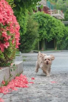 Small dog running happily on cobblestone path past pink flowers Stock Photos