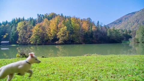 Small dog is running to the other side of the meadow Stock Footage 83775295