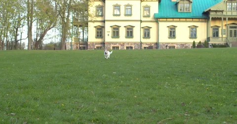 Small dog running in park Stock Footage 130098203