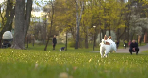 Small dog running in park Stock Footage 130098214