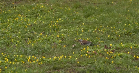 Small dog running in park Stock Footage 130098452