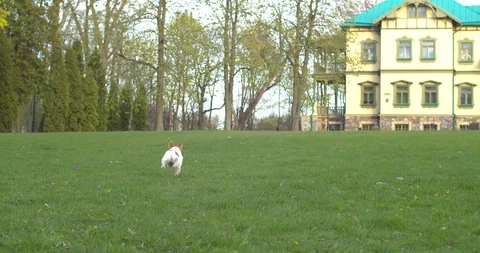Small dog running in park Видео 130098470