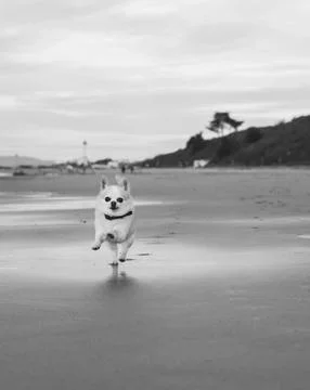 Small dog running Stock Photos
