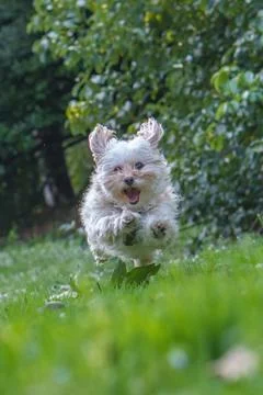 Small dog running playfully through green grass outdoors Stock Photos