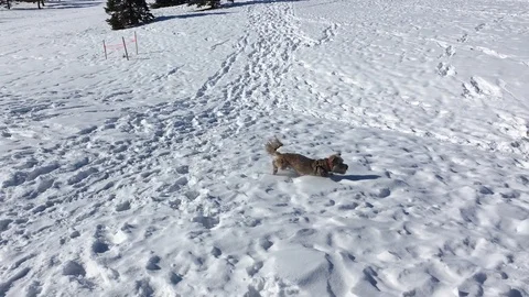 Small Dog Running in Snow Stock Footage 123170585