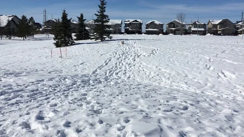 Small Dog Running in the Snow Stock Footage 123170598
