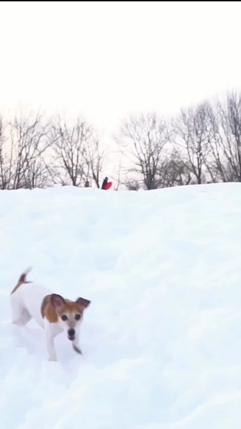 Small dog running in snow. Vídeo Stock 293050241