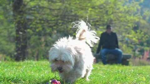 Small Dog Running Toward Ball While Owner Sits on Bench Video stock 332157602