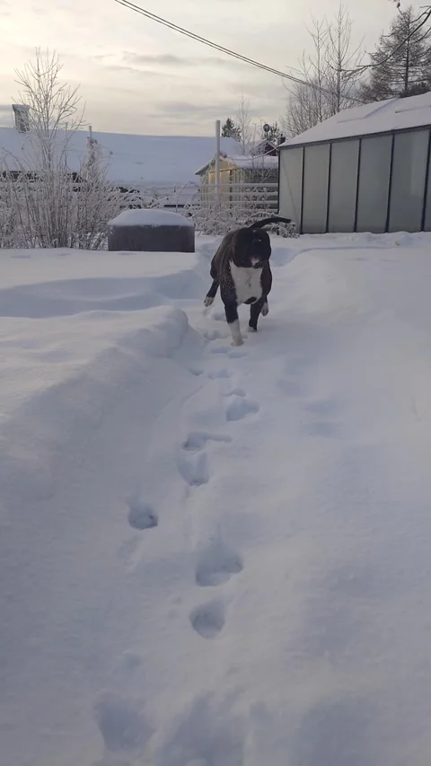 Small dog running towards camera Video stock 294039666