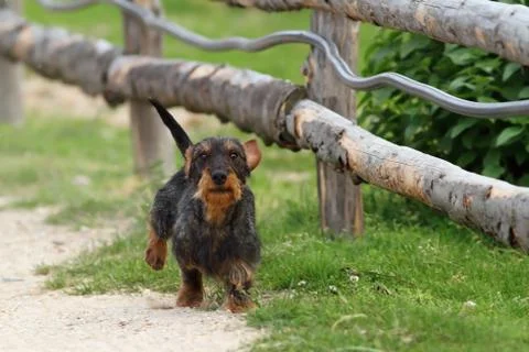 Small dog running towards camera, playing in the garden Foto stock