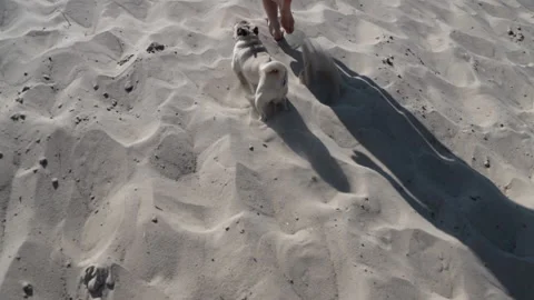 A small dog runs after its mistress on the sand Stock Footage 138640313