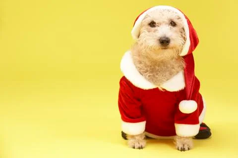 Small Dog In Santa Costume Stock Photos