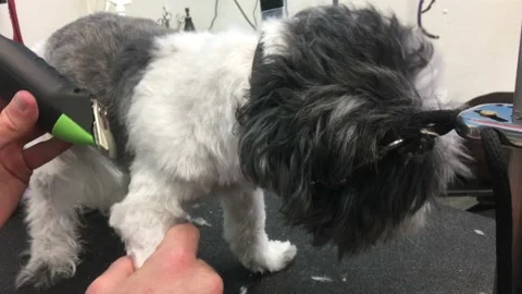 Small Dog Shaved on Leash 動画素材 96404549