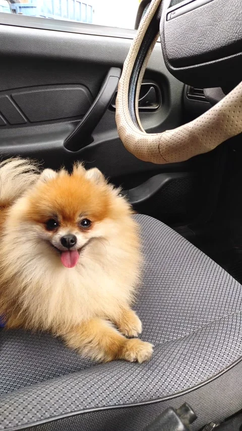A small dog sits in the car in the front seat Stock Footage 172469484