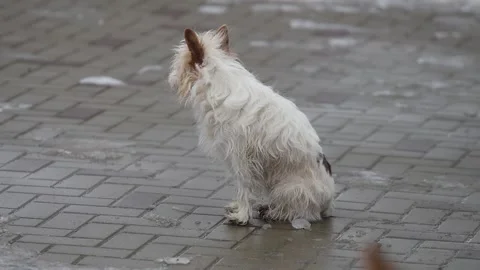 A small dog sits on the pavement in cold weather and looks into the distance Stock Footage 147856262