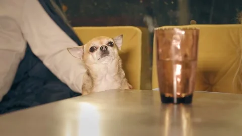 A small dog sits at a table in a cafe. Owner petting a chihuahua Stock Footage 185535677
