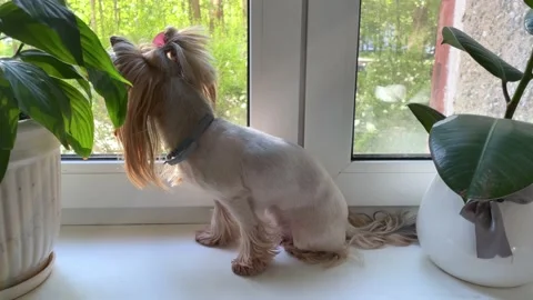 Small dog sits on the windowsill 스톡 동영상 238820436